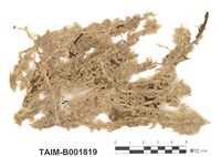 藏品(泥炭苔屬)的圖片